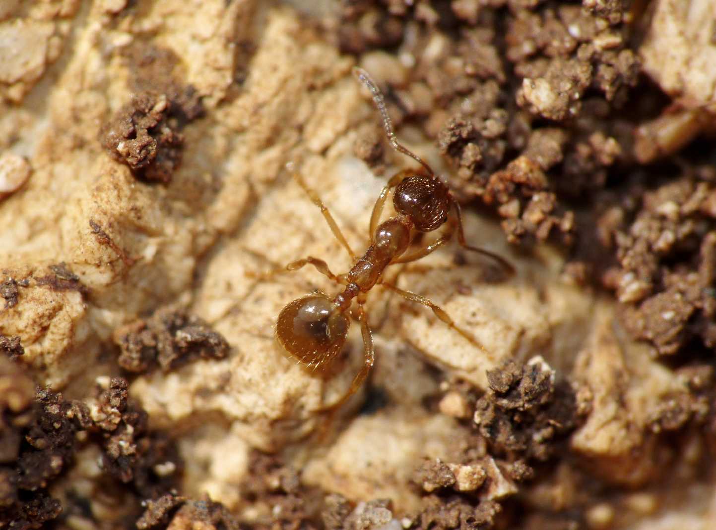 Forda formicaria, ospite formiche Aphaenogaster subterranea